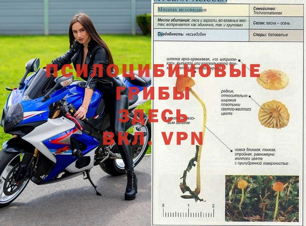 сатива Осташков